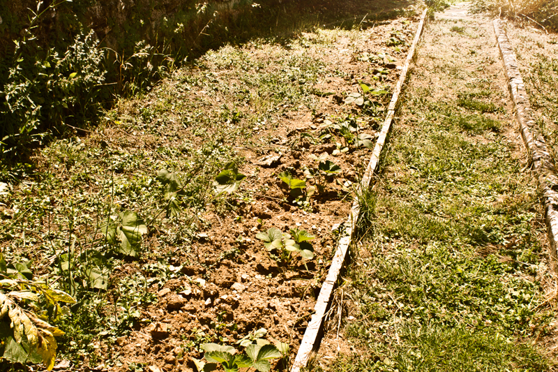 alba apartment garden